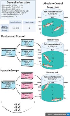 Repeated hypoxic episodes allow hematological and physiological habituation in rainbow trout